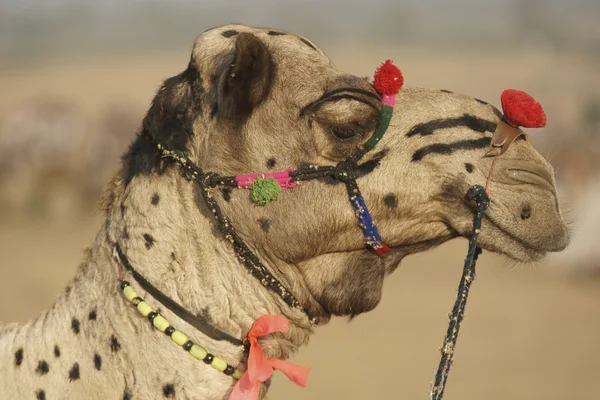 Portret van een kameel — Stockfoto