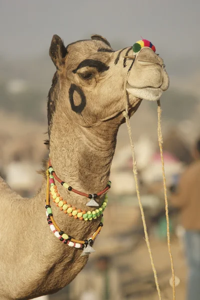 富豪骆驼 — 图库照片