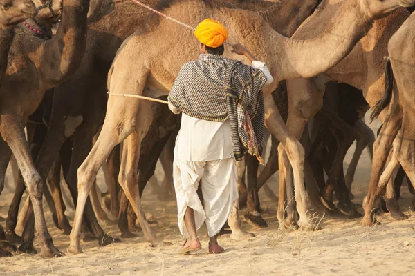 骆驼牧者在工作 — 图库照片