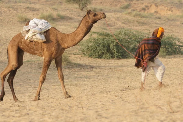 À la foire du chameau de Pushkar — Photo