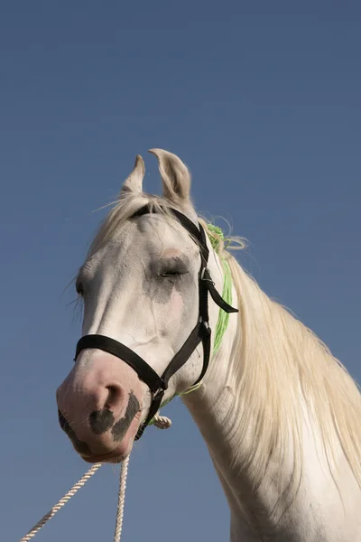 Beyaz atın — Stok fotoğraf