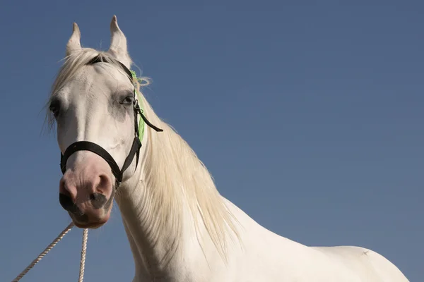 ホワイト種牡馬 — ストック写真