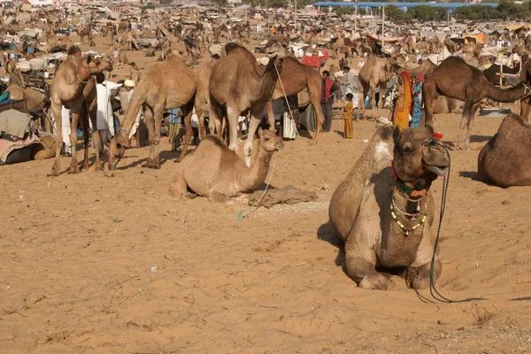 Ярмарка верблюдов — стоковое фото