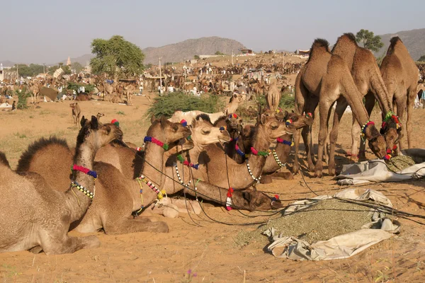 Верблюди на продаж на ярмарку Пушкар — стокове фото