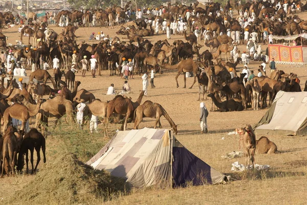 Camelos para venda — Fotografia de Stock
