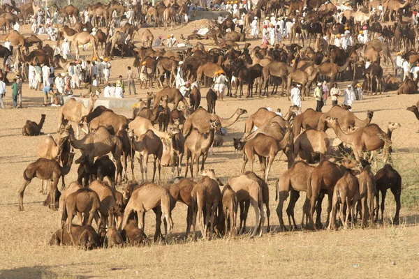 Pushkar velbloudí veletrh — Stock fotografie