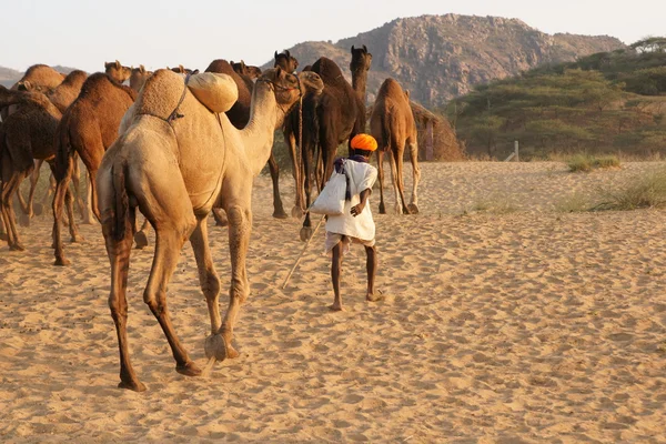 Camel Herder — Stockfoto