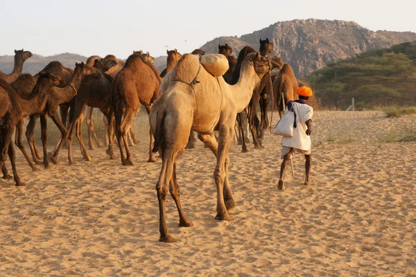 Indiase kameel herder — Stockfoto