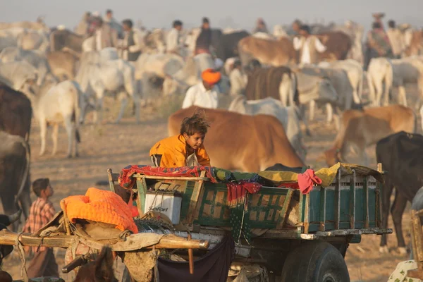 Hem är en kamel vagn — Stockfoto