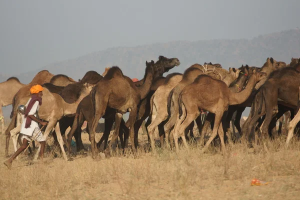 Camel herder op de eerlijke pushkar — Stockfoto