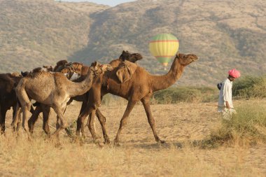 Balloon Above Camel Train