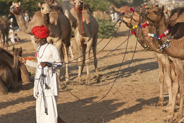 Uomo indiano e cammelli — Foto Stock
