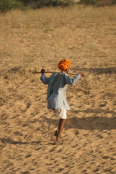Troupeau de chameaux Rajasthani — Photo