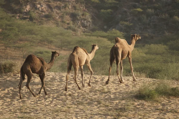 Kamele fahren von der Pushkar-Messe nach Hause — Stockfoto