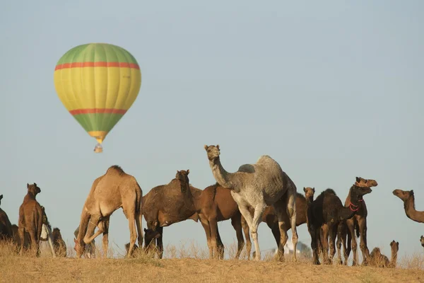 Luftballon auf der Kamelmesse in Pushkar — Stockfoto
