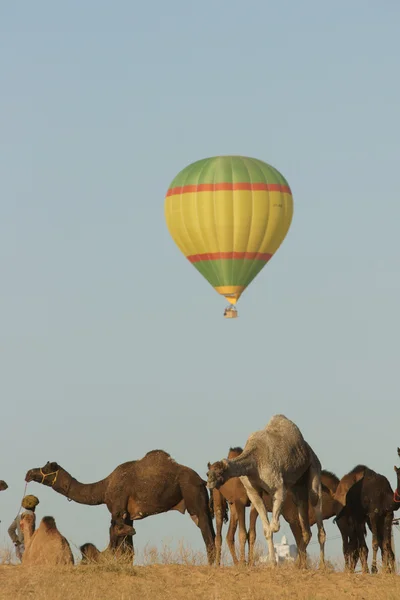 stock image Balloon at the Pushkar Camel Fair