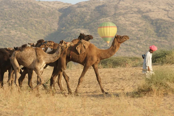 Balloon Above Camel Train — Stock Photo, Image