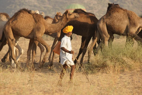Feira de camelos — Fotografia de Stock