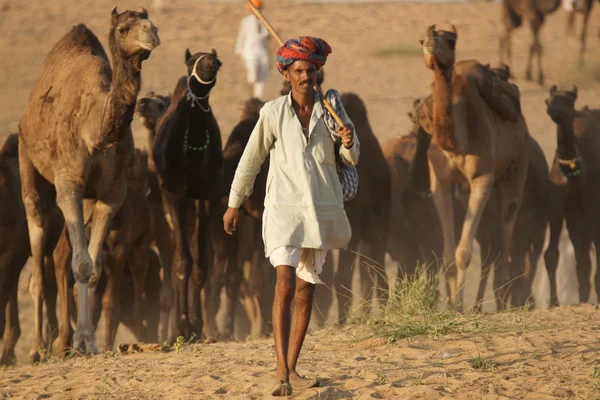 Feira de camelo indiano — Fotografia de Stock
