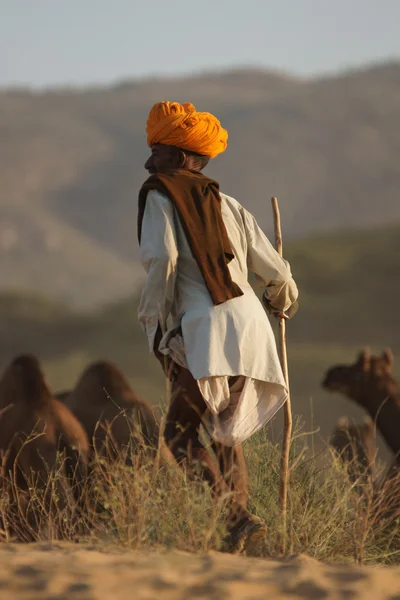 Kamel herder i öknen — Stockfoto