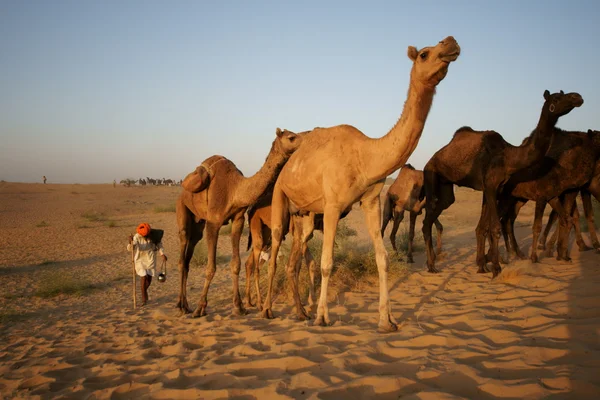 Kamele durchqueren die Wüste — Stockfoto