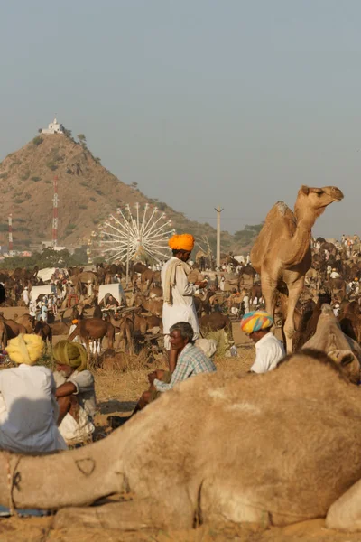 Pushkar kameel eerlijke — Stockfoto