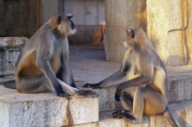 langur maymunlar