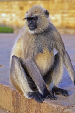 langur maymunu