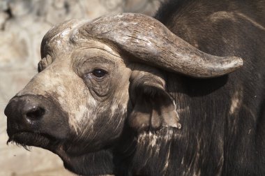 Cape buffalo