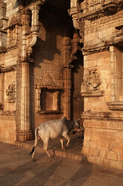 Корова, входящая в индуистский храм — стоковое фото