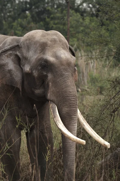 วัว ช้างอินเดีย — ภาพถ่ายสต็อก