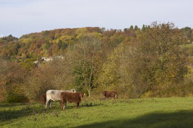 Autumn Field clipart