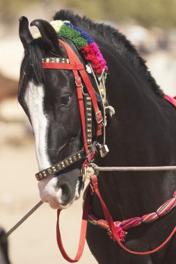 Marwari Horse clipart