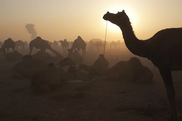 Kamele im Morgengrauen — Stockfoto