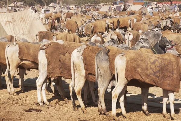 Nagaur hayvan pazarı — Stok fotoğraf