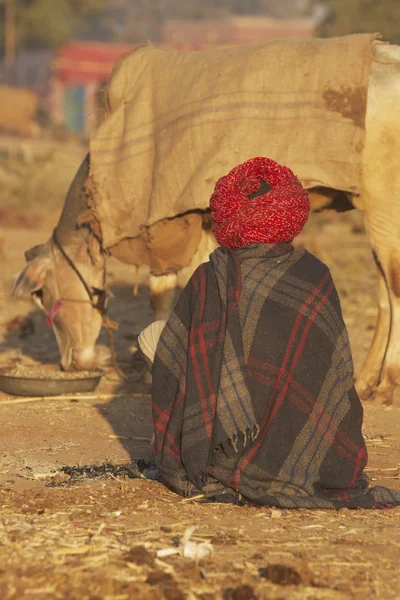 Rajasthani boskap herder — Stockfoto