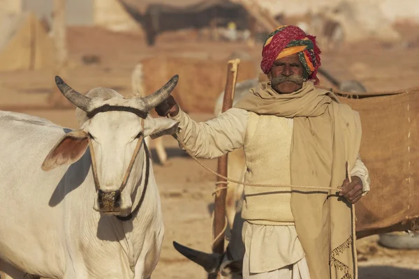 インドの男性と彼の賞の去勢牛 — ストック写真