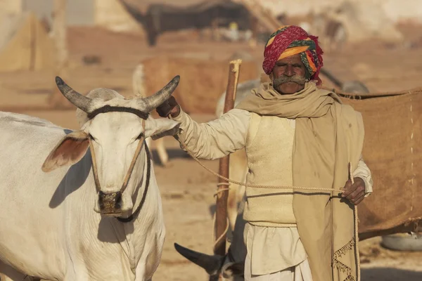 Indiase man en zijn prijs bullock — Stockfoto