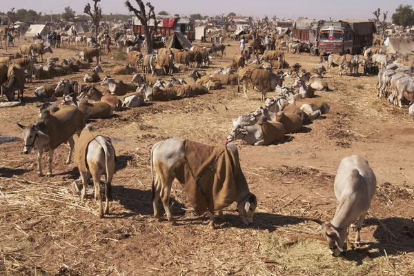 Fiera indiana del bestiame, Nagaur, Rajasthan — Foto Stock