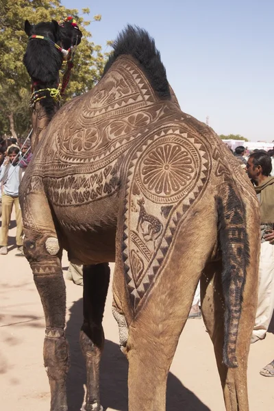 Διακοσμημένα καμήλα — Φωτογραφία Αρχείου