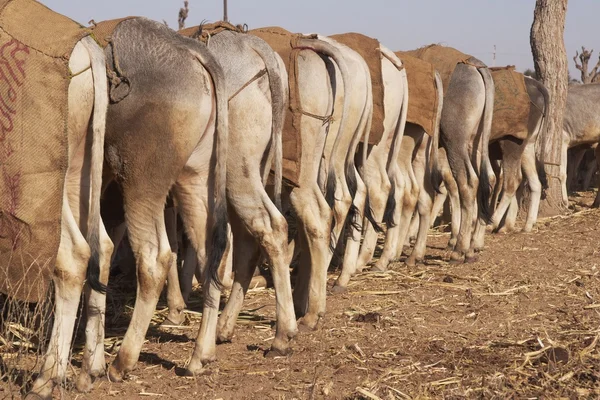 Nagaur boskapsmarknaden — Stockfoto