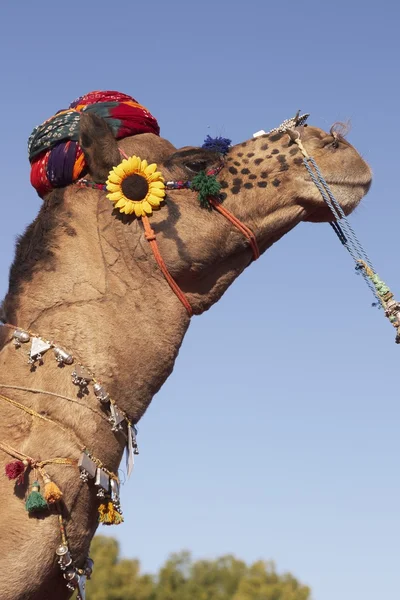 Camel bär en turban — Stockfoto