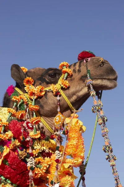 Retrato de un camello decorado — Foto de Stock