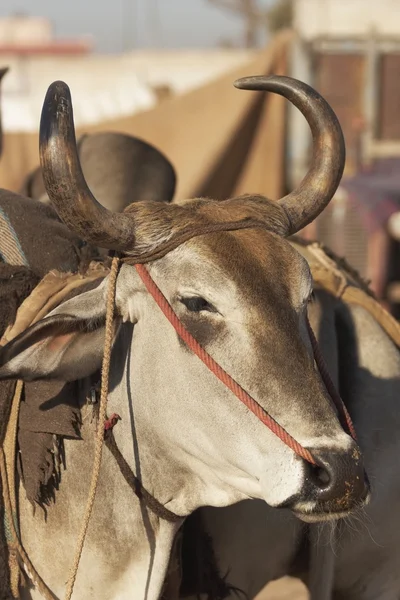 インドの去勢牛 — ストック写真