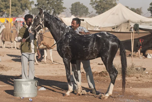 Lavagem a cavalo — Fotografia de Stock