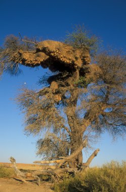 Weaver Bird Nest clipart