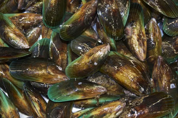 Green Lipped Mussels Stock Image