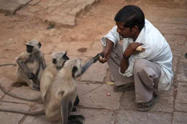 Man Feeding Monkeys — Stock Photo, Image