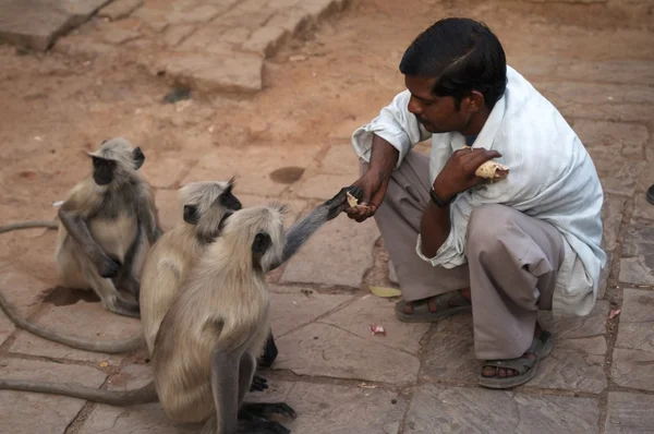 stock image Man Feeding Monkeys