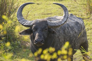 Wild Bull Asiatic Buffalo clipart